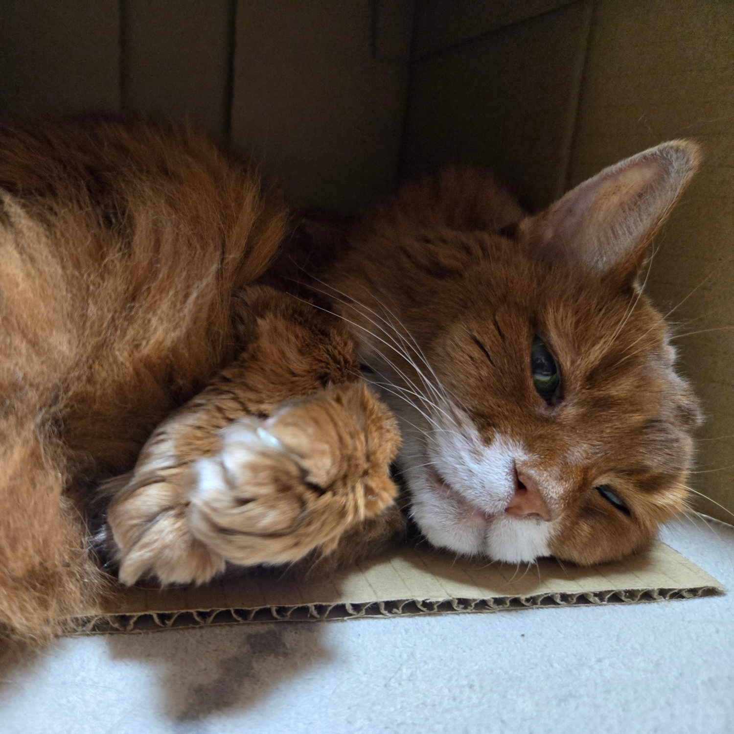 【猫親バカあるある】自己満やけど、愛猫が可愛い件!