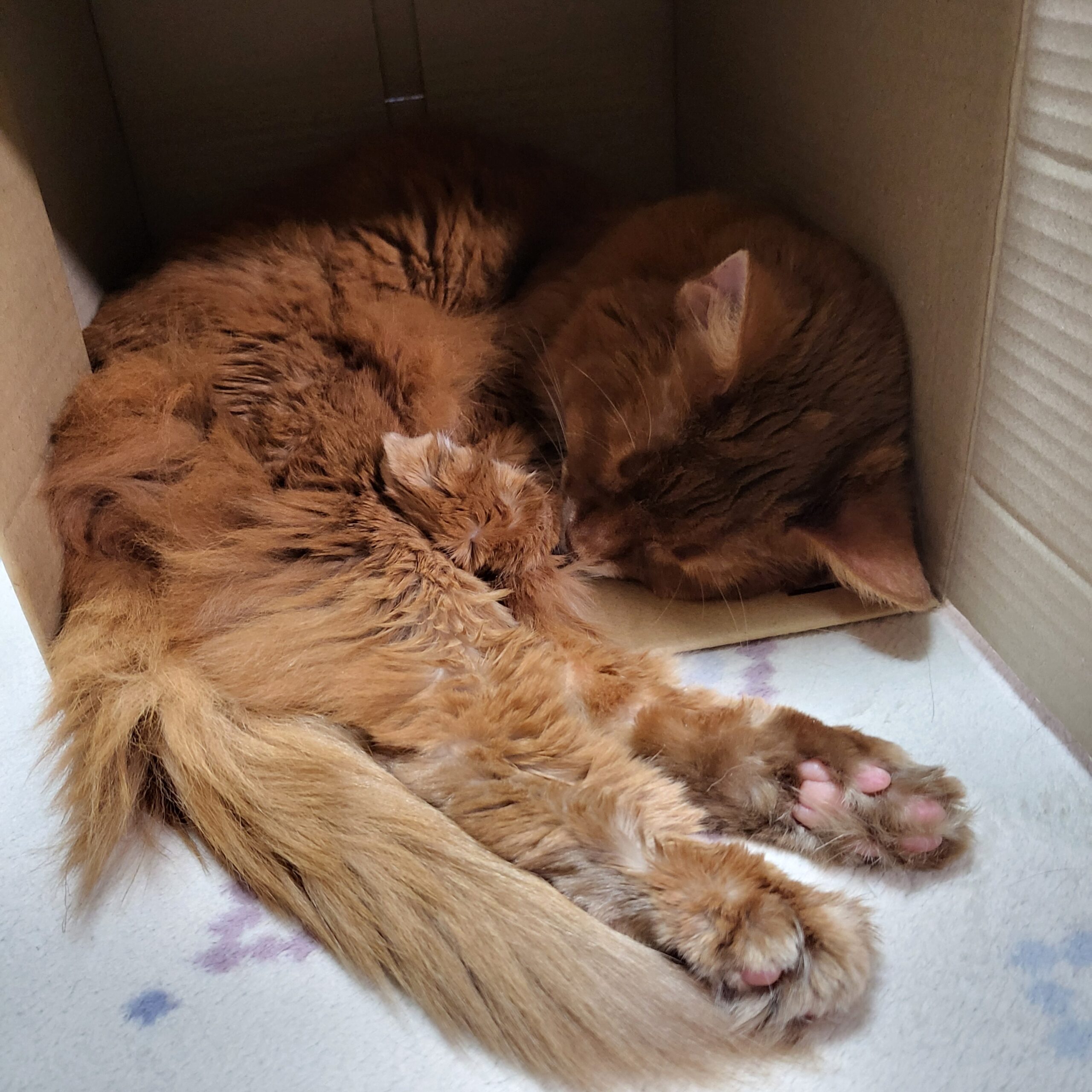 最新ネコ人気ランキング決定版！人気の種類と性格が丸わかり